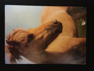 Fjordský kôň